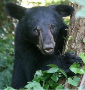 visit Gatlinburg, black bear in Gatlinburg